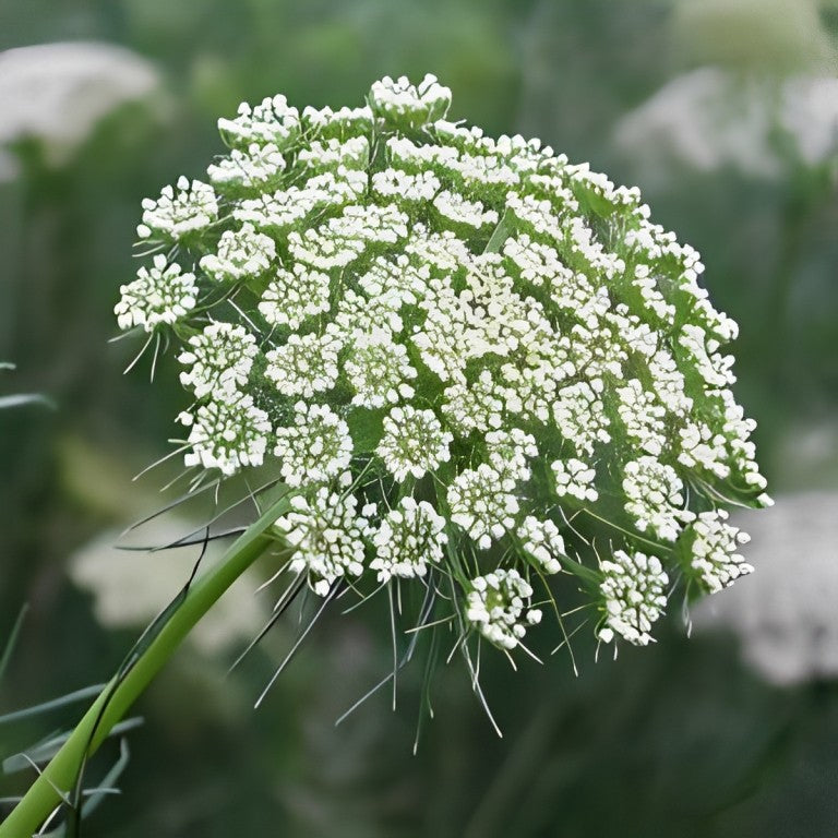 Ammi visnaga (Fijn Akkerscherm)