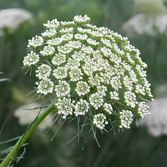 Ammi visnaga (Fijn Akkerscherm)