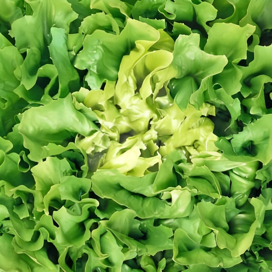 Andijvie - 'Nummer Vijf 2'