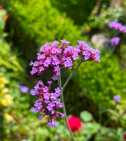 Argentijnse IJzerhard