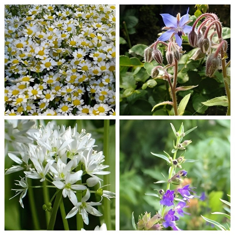 Aromatische Kruidenmix