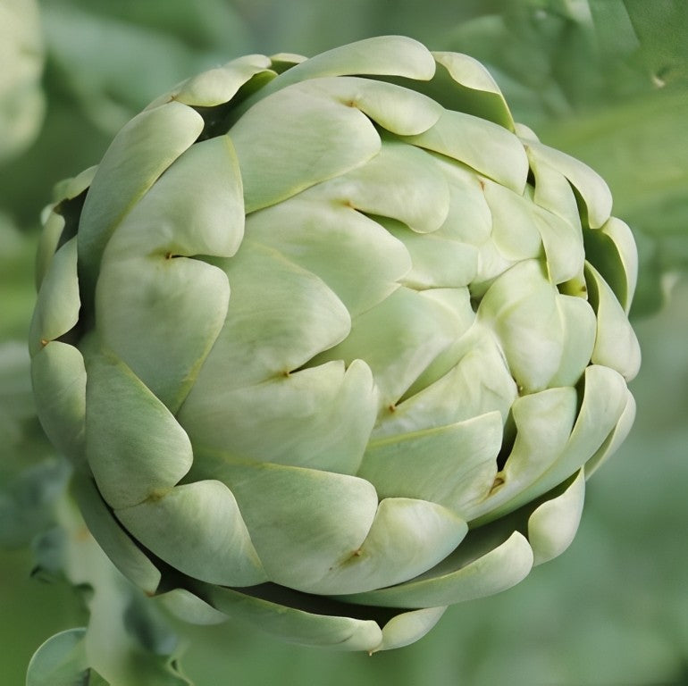 Artisjok - 'Green Globe'