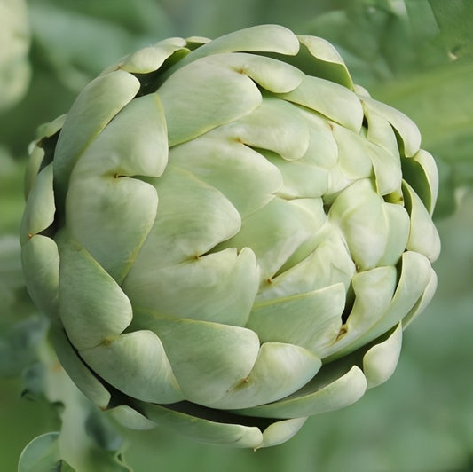 Artisjok - 'Green Globe'
