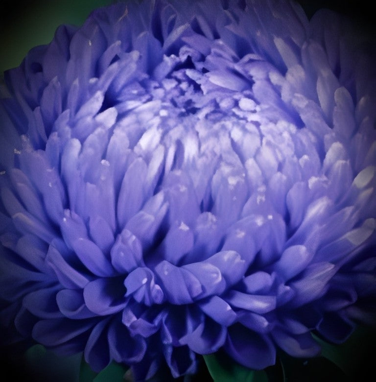 Callistephus chinensis (Zomeraster) - 'Tall Bouquet Dark Blue'