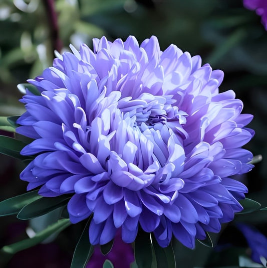 Callistephus chinensis (Zomeraster) - 'Colour Carpet Dark Blue'