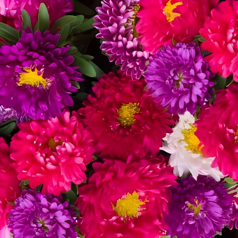 Callistephus chinensis (Zomeraster) - 'Colour Carpet Mix'