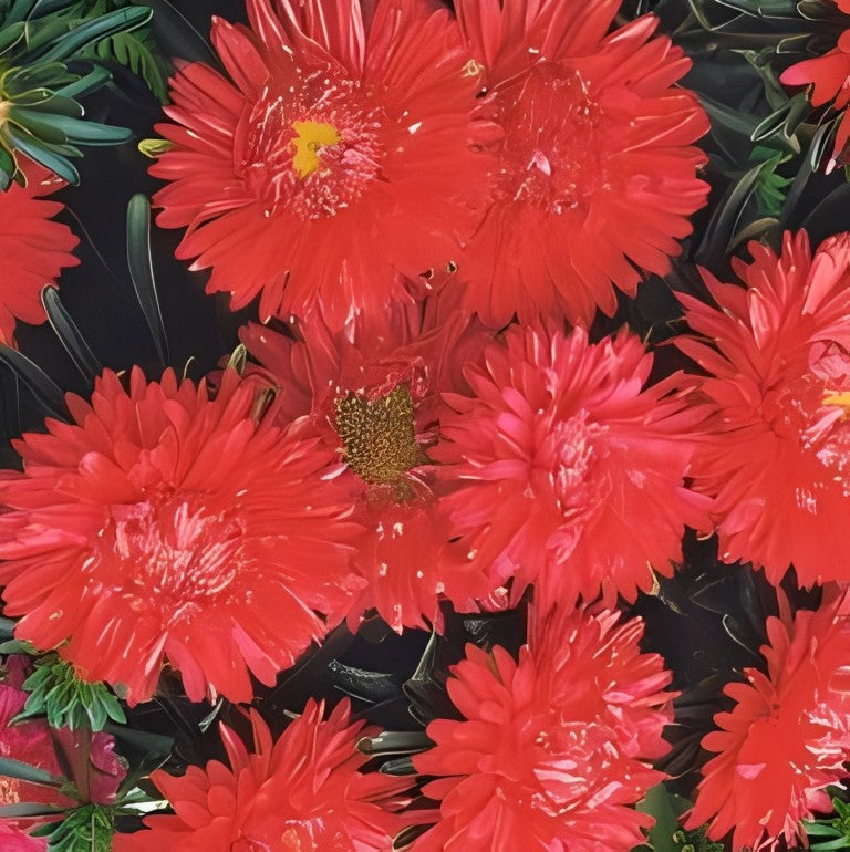 Callistephus chinensis (Zomeraster) - 'Colour Carpet Scarlet'