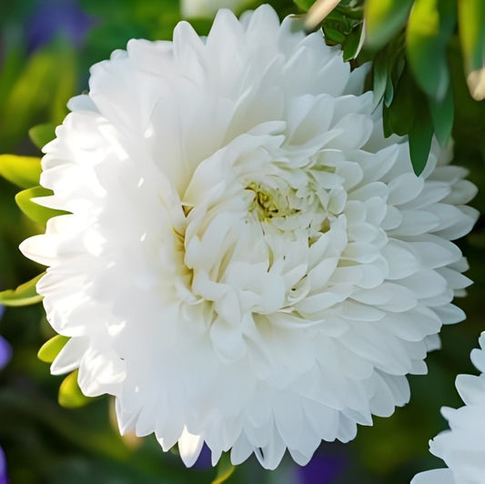 Callistephus chinensis (Zomeraster) - 'Colour Carpet White'