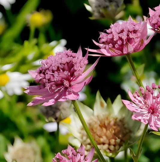 Astrantia major (Zeeuws Knoopje) - 'Primadonna'