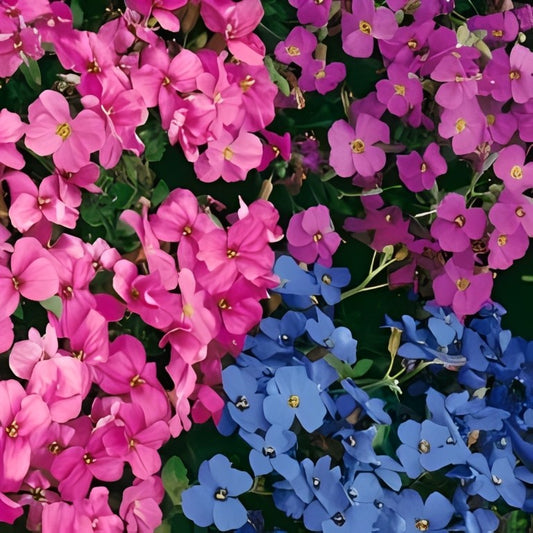 Aubrieta hybrida (Blauwkussen) - 'Mix'