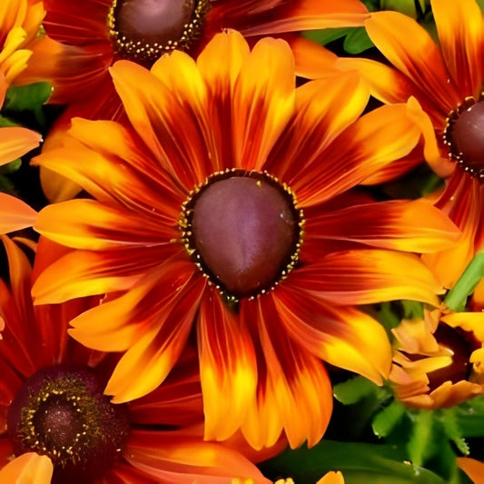 Rudbeckia hirta (Zonnehoed) - 'Autumn Forest'