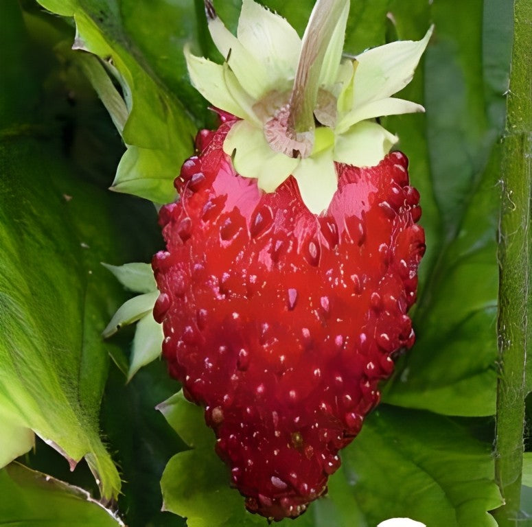 Bosaardbei - 'Baron von Solemacher'