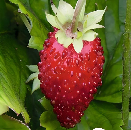 Bosaardbei - 'Baron von Solemacher'