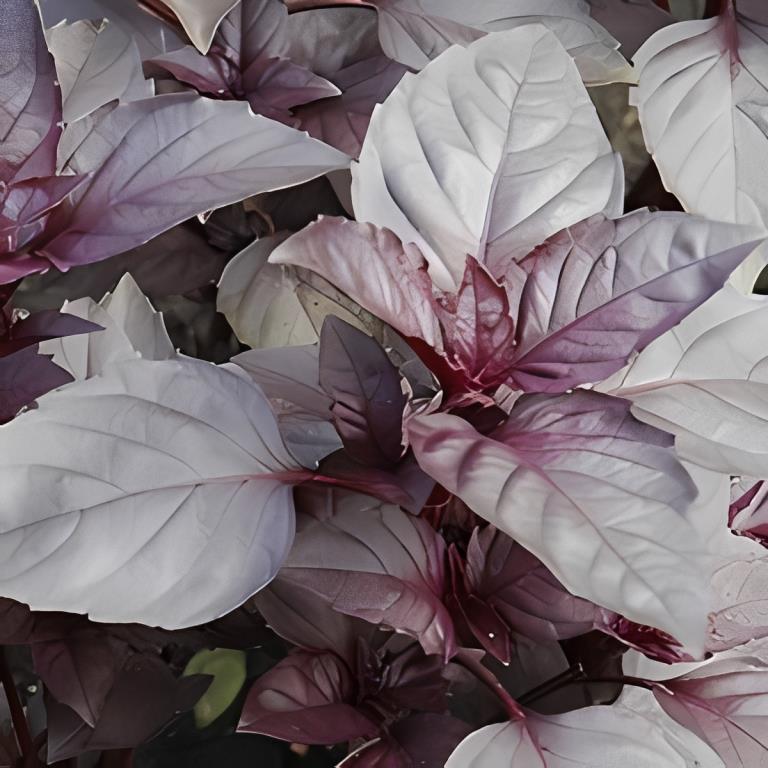 Roodbladige Basilicum - 'Dark Opal'