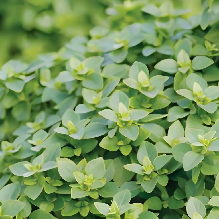 Pot Basilicum - 'Basito'