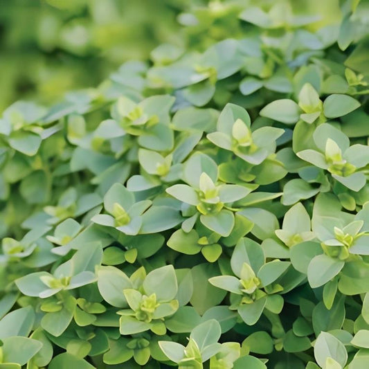 Pot Basilicum - 'Basito'