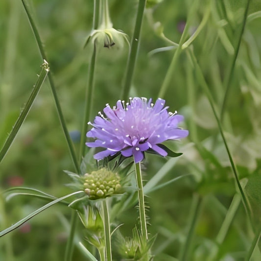 Knautia arvensis (Beemdkroon)