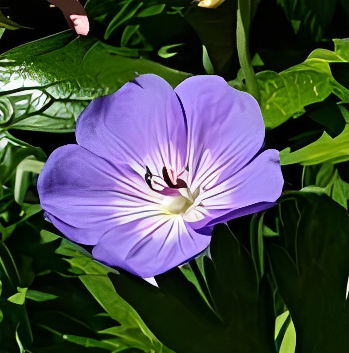 Beemdooievaarsbek (Geranium pratense)