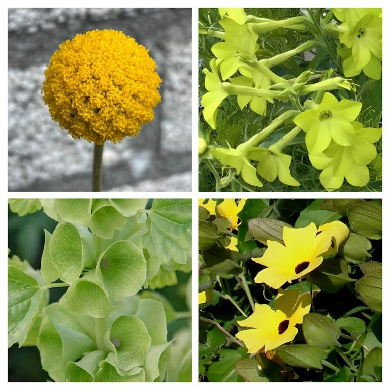 'Beter-in-een-Pot' Pakket