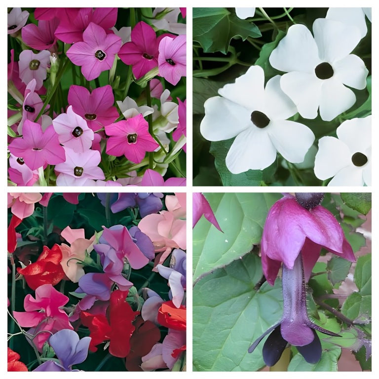 'Beter-in-een-Pot' Pakket