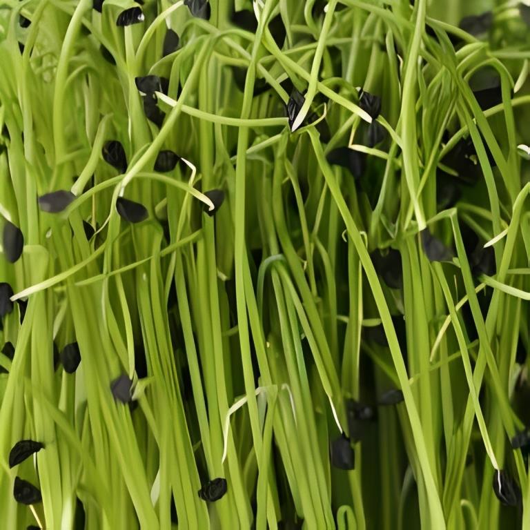 Knoflook Bieslookcresse