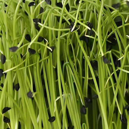 Knoflook Bieslookcresse