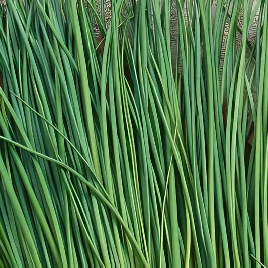 Bieslook - 'Fijnbladig'