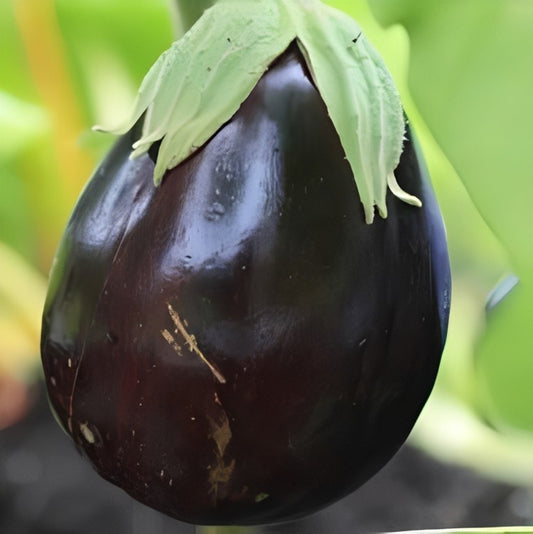 Aubergine - 'Black Beauty'