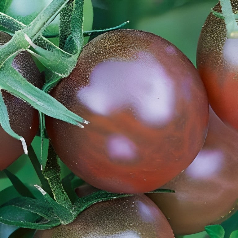 Tomaat - 'Black Cherry'