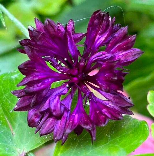 Centaurea cyanus - 'Black Ball'