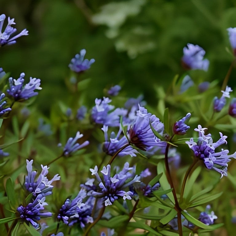 Blauw Bedstro (Meikruid)