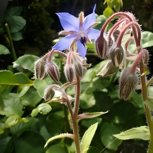 Borage - 'Gewone Blauwe'