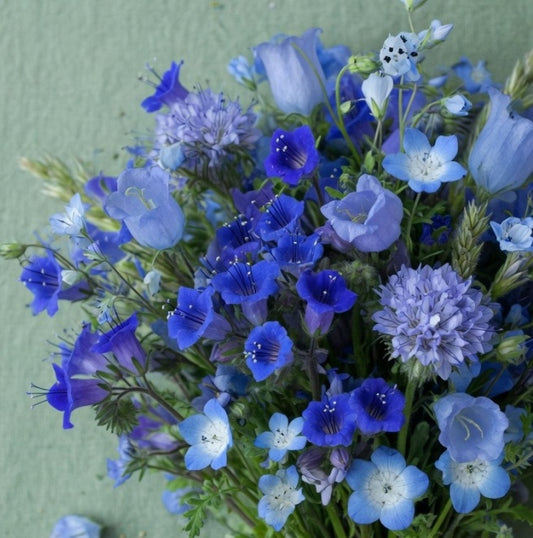 'Beter-in-een-Pot' Pakket 'Blauw'