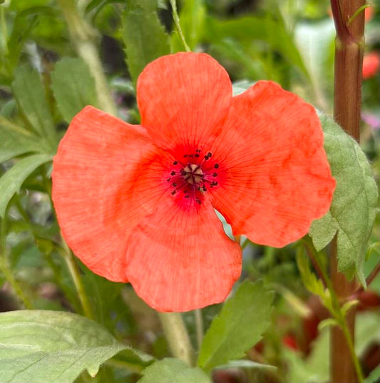 Papaver dubium (Bleke klaproos)