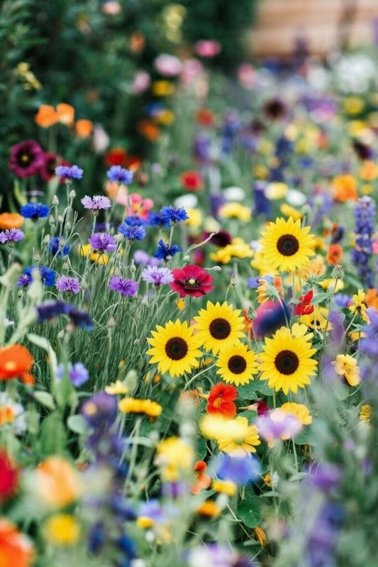Bloemenweidemengsel Éénjarig Grootverpakking