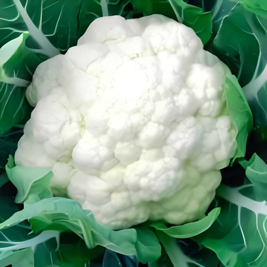 Bloemkool - 'All The Year Round'