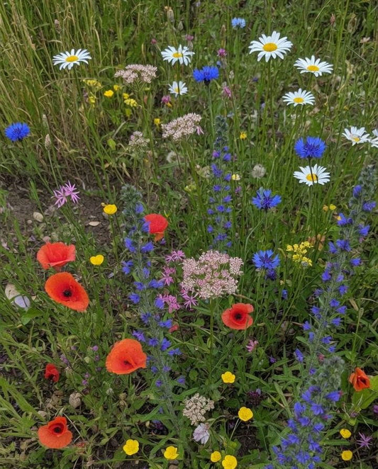 Bloemrijk Akkerrandmengsel Meerjarig