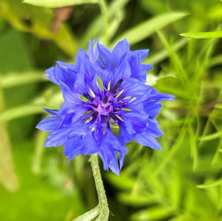 Centaurea cyanus - 'Blue Ball'