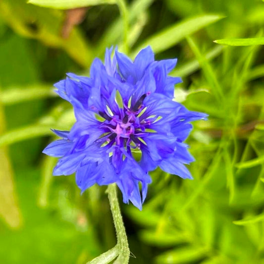 Centaurea cyanus - 'Blue Ball'