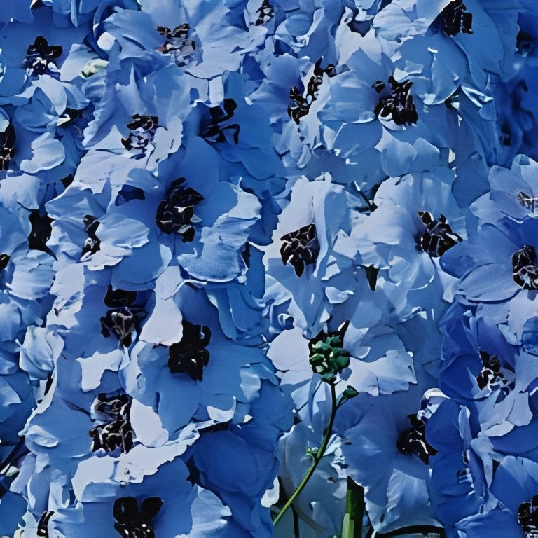 Delphinium consolida - 'Blue Bell'