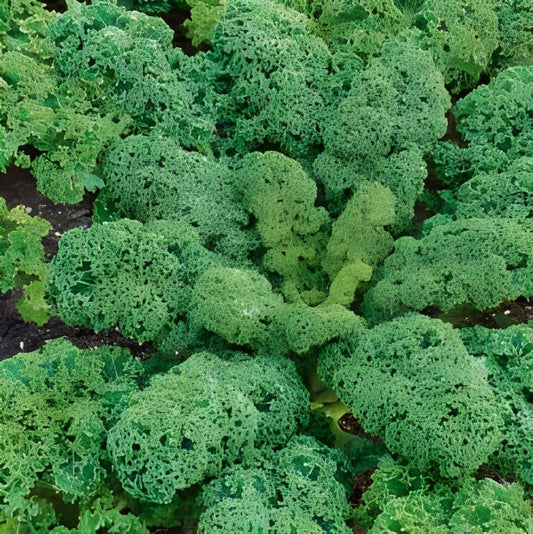 Boerenkool - 'Halbhoher Grüner Krauser'