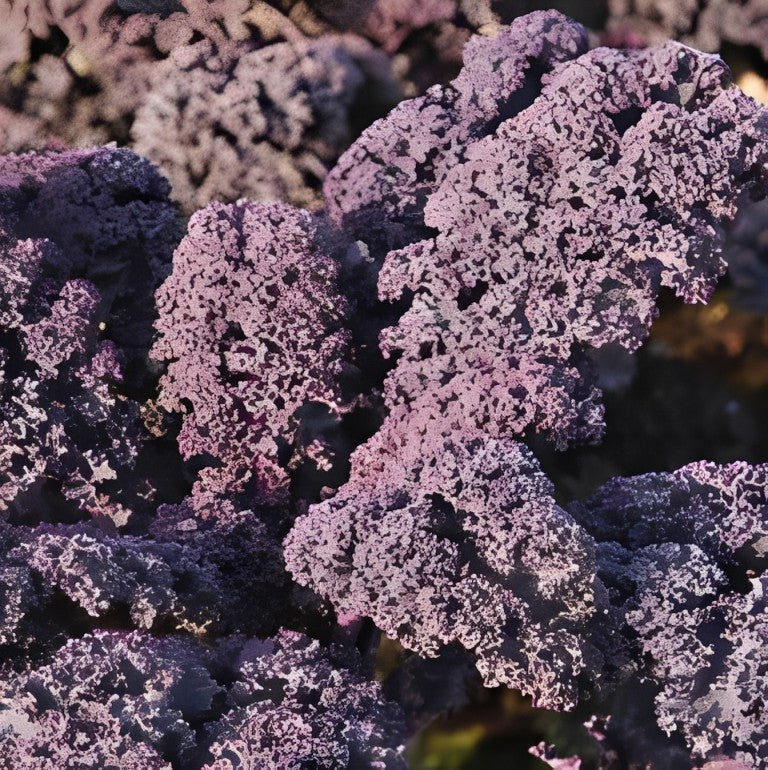 Boerenkool - 'Scarlet'