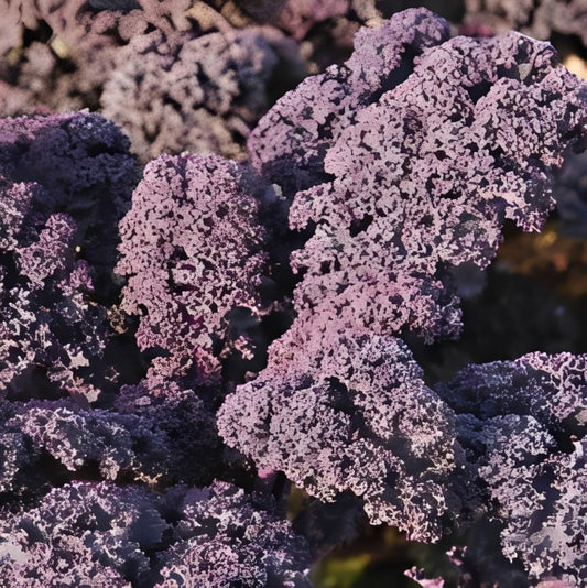 Boerenkool - 'Scarlet'