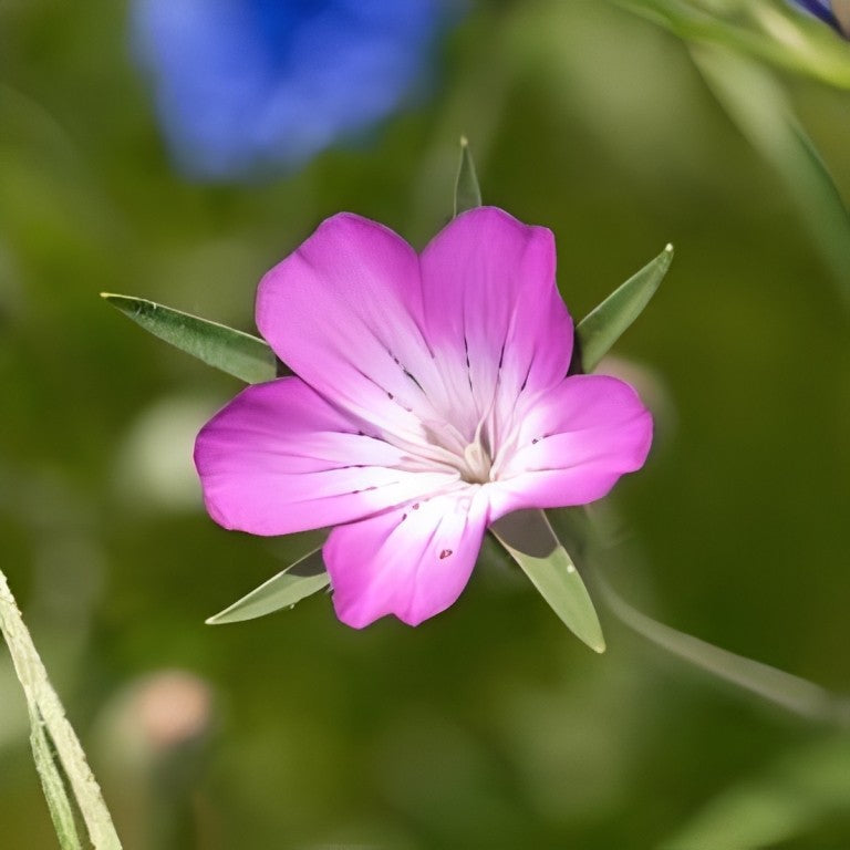 Bolderik (Agrostemma githago)