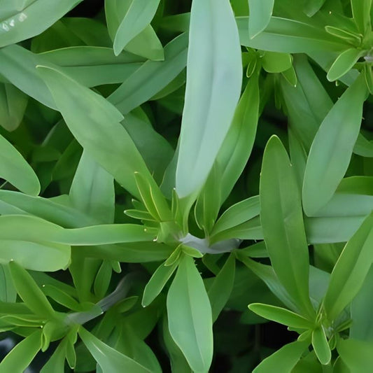 Bonenkruid - 'Midget'