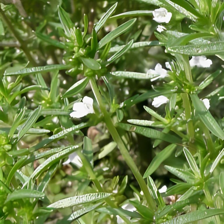 Bonenkruid - 'Gewone'