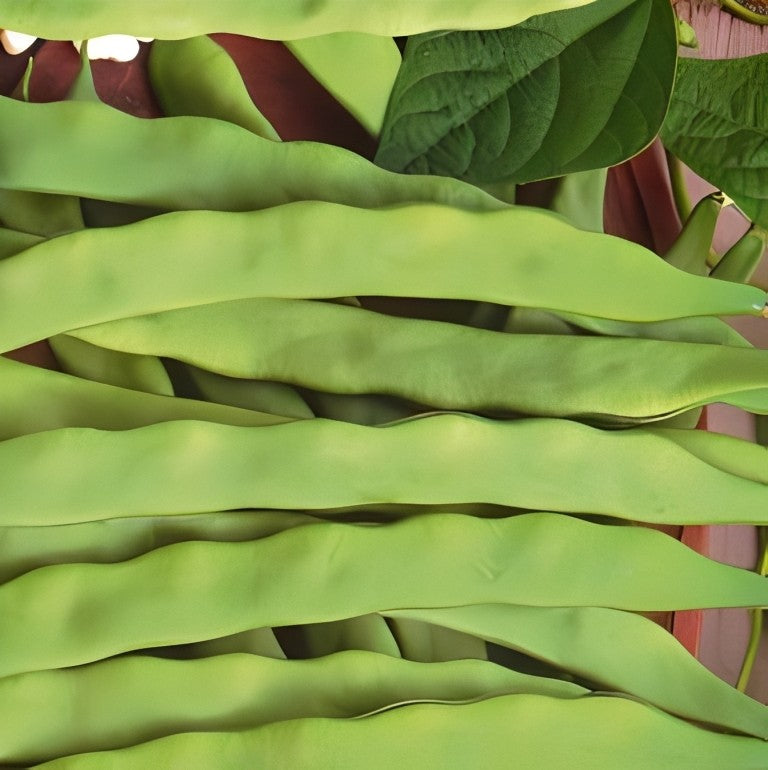 Stoksnijboon - 'Algarve'