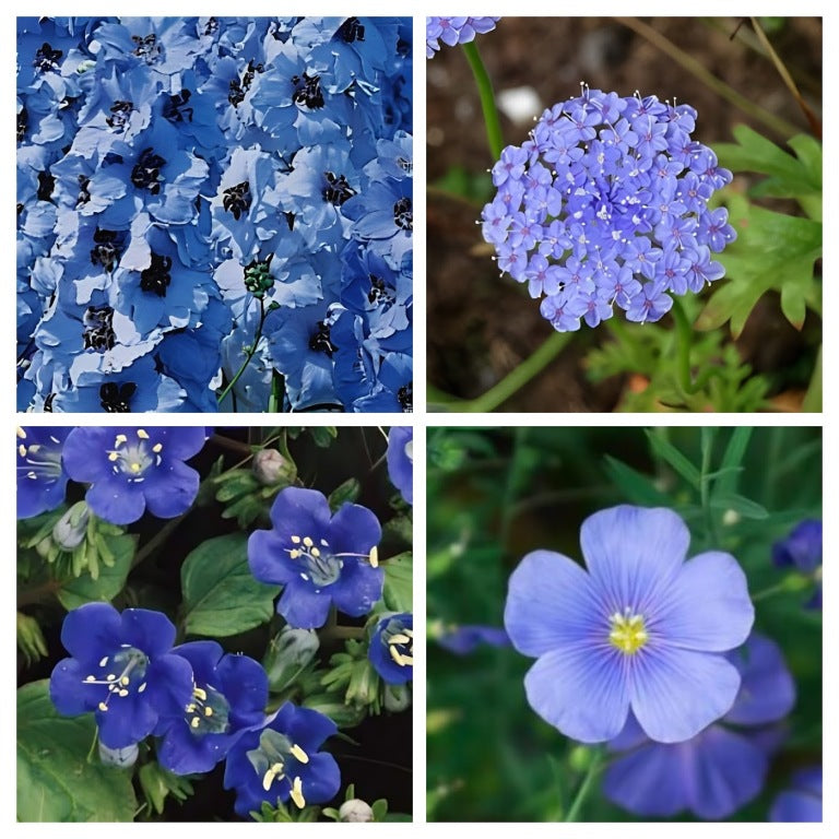 Borderpakket 'Blauw'