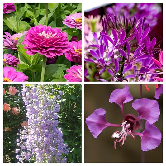 Borderpakket 'Paars'