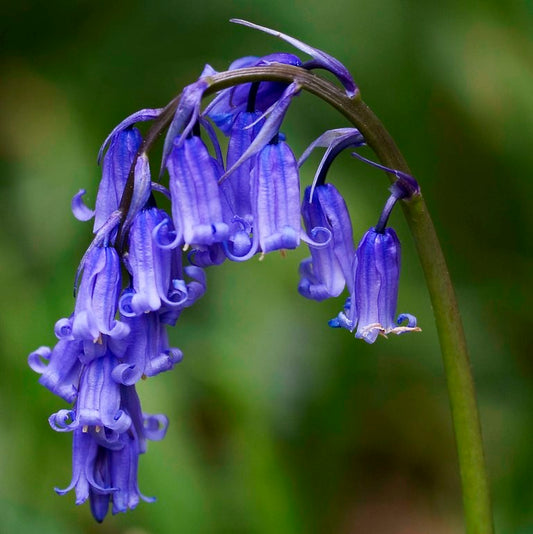 Boshyacint (Hyacinthoides non-scripta)